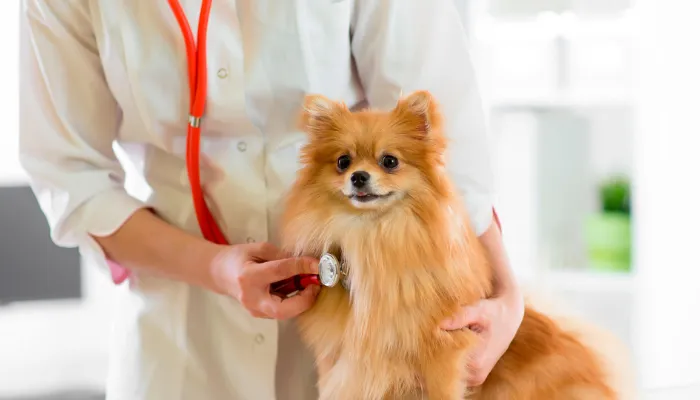 Your Pet’s Health in Safe Hands: Discover What Sets ветеринарная клиника VetCityPets Apart